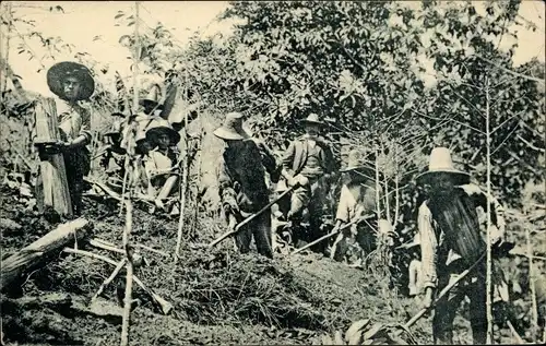 Ak Colombia, Hacienda de cafe, Pflücker, Bauern
