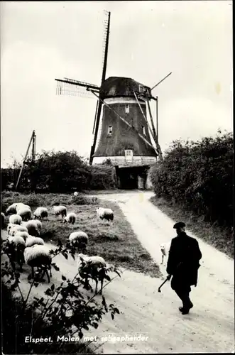 Ak Elspeet Gelderland, Windmühle, Hirte, Schafherde