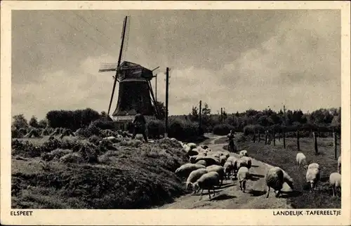 Ak Elspeet Gelderland, Ländliche Landschaft