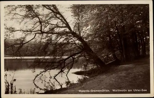 Ak Gremsmühlen Malente in Ostholstein, Ukleisee, Ugleisee, Wald