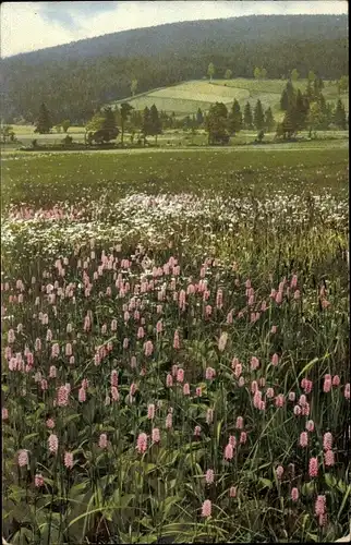 Ak Polygonum bistorta, Wiesenknöterich, Blumenwiese, Kleiner Pflanzenatlas