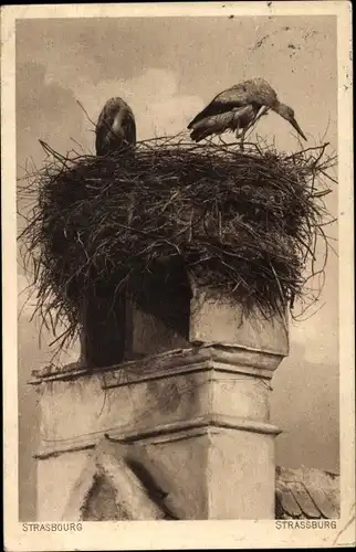 Ak Strasbourg Straßburg Elsass Bas Rhin, Storchennest