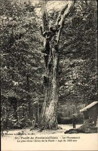 Ak Fontainebleau Seine et Marne, Foret, Le Pharamond