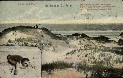 Ak Nordseebad St. Peter Ording, Düne, Meer, Gedicht, Seehund