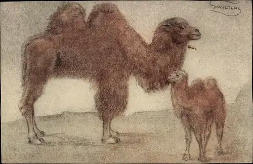 Künstler Ak Swildens, Kamel mit Jungtier