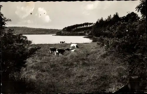 Ak Schierensee in Schleswig Holstein, Panorama, Kühe