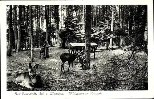 Ak Bad Bramstedt in Holstein, Kurpark, Wildgehege, Rehe