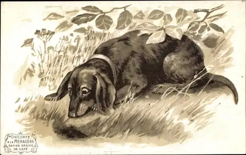 Litho Dackel auf einer Wiese, Hund, Reklame Chicoree a la Menagere