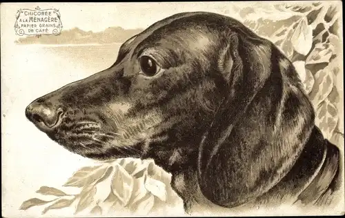 Litho Dackel, Hundeportrait, Reklame Chicoree a la Menagere