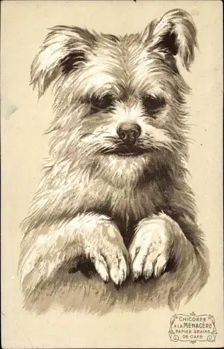 Präge Litho Terrier macht Männchen, Hundeportrait, Reklame Chicoree a la Menagere