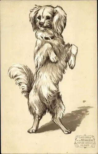 Präge Ak Hund macht Männchen, Reklame Chicoree a la Menagere