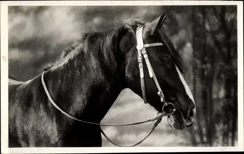 Ak Pferd, Tier-Portrait