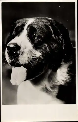 Foto Ak Hund, Tier-Portrait