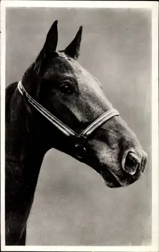 Ak Pferd mit Zaumzeug, Pferdeportrait, Amag 638