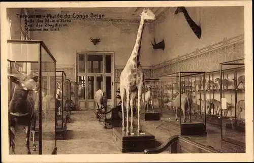 Ak Tervuren Tervueren Flämisch-Brabant-Flandern, Belgisch-Kongo-Museum, Raum der Säugetiere