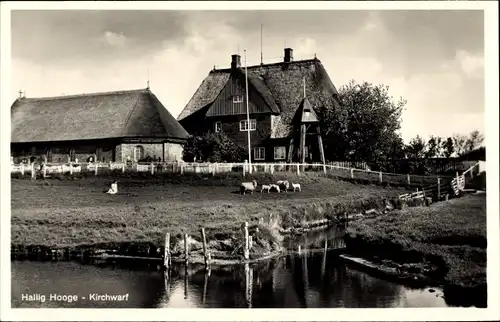 Ak Hallig Hooge in Nordfriesland, Kirchwarf, Schafe am Wasser