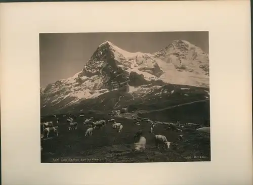 Foto Kanton Bern, Rinder auf der Kleinen Scheidegg