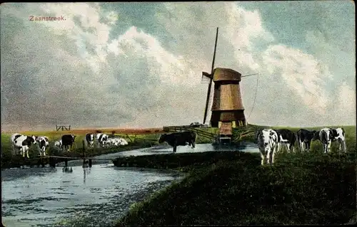 Ak Zaanstreek Nordholland, Windmühle, Kühe