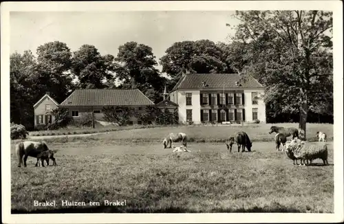 Ak Brakel Gelderland Niederlande, Teilansicht, Weide, Ponys, Schafe