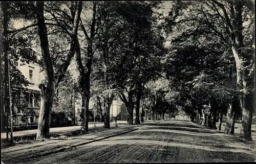 Ak Weimar in Thüringen, Bevedére Allee, Straßenpartie, Bäume
