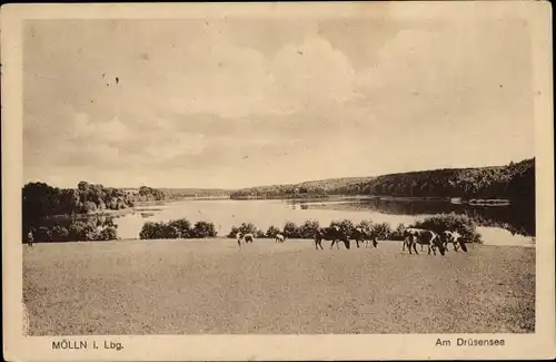 Ak Mölln im Herzogtum Lauenburg, Drüsensee, Kühe