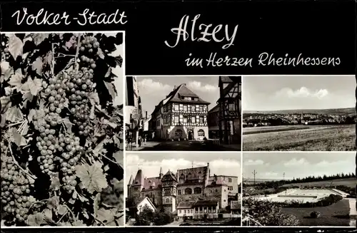 Ak Alzey in Rheinhessen, Weinreben, Teilansichten, Fachwerkhaus, Panorama