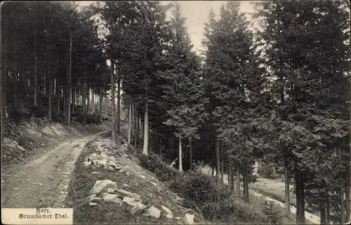 Ak Grumbacher Tal, Harz, Wald