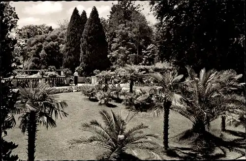 Ak Insel Mainau im Bodensee, Palmenhain