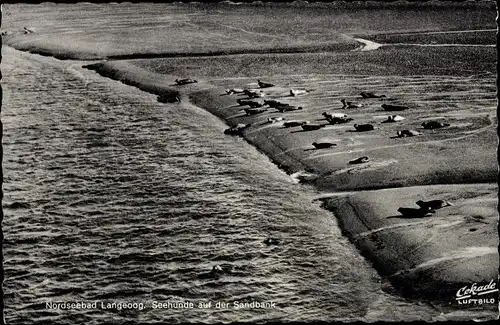 Ak Nordseebad Langeoog Ostfriesland, Seehunde, Sandbank