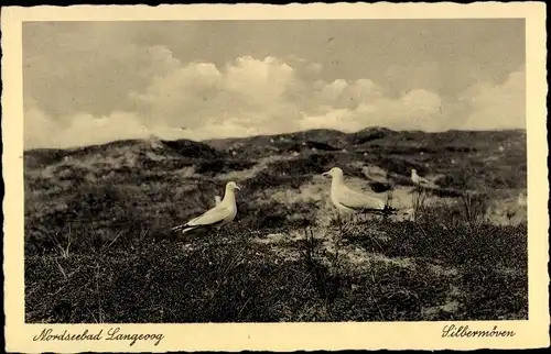 Ak Nordseebad Langeoog Ostfriesland, Silbermöwen