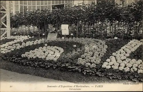 Ak Paris, Gartenbauausstellung, Geranien