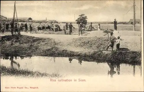 Ak Siam, Reis-Anbau