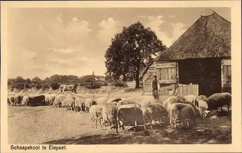 Ak Elspeet Gelderland, Schafstall, Schafherde