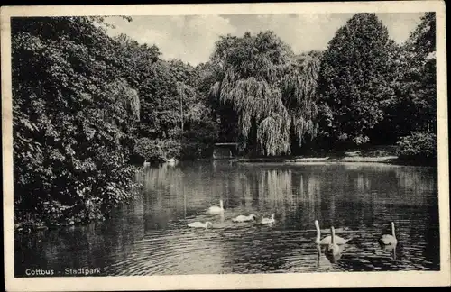 Ak Cottbus in der Niederlausitz, Stadtpark