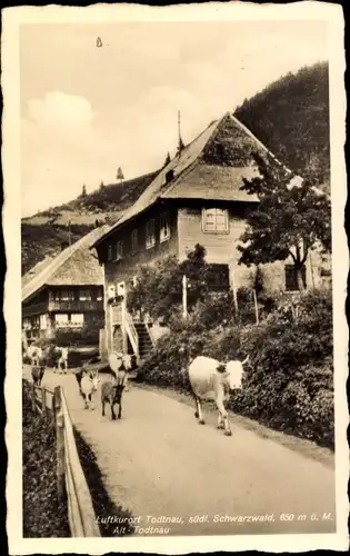 Ak Todtnau im Schwarzwald, Alt-Todtnau, Teilansicht, Rinder, Ziegen