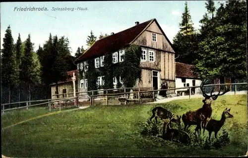 Ak Friedrichroda im Thüringer Wald, Rehe, Spießberghaus