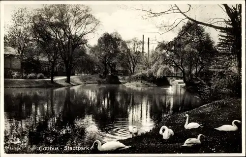 Ak Cottbus in der Niederlausitz, Stadtpark, Schwäne