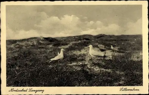 Ak Nordseebad Langeoog Ostfriesland, Silbermöwen