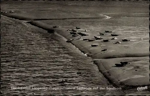 Ak Nordseebad Langeoog Ostfriesland, Fliegeraufnahme, Seehunde, Sandbank