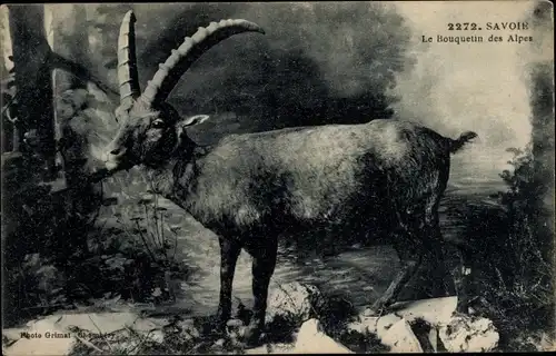 Ak Savoie, Der Alpensteinbock