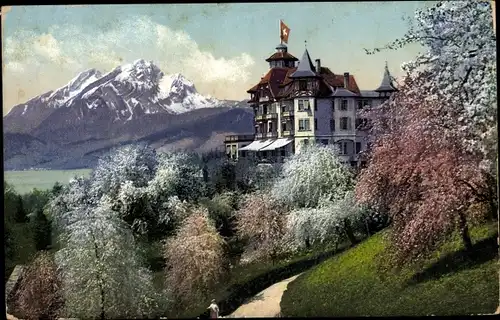 Ak Weggis Kanton Luzern, Hotel Alpenblick, Pilatus, Baumblüte