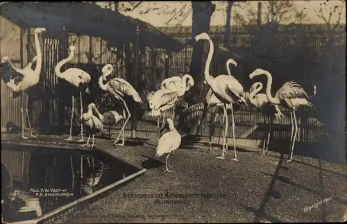 Ak Amsterdam Nordholland Niederlande, Dierstudies uit Natura Artis, Flamingos