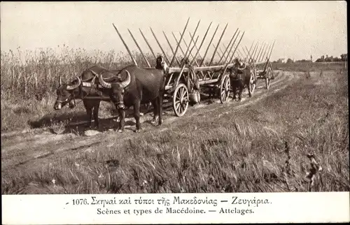 Ak Mazedonien, Szenen und Typen, Rinderkarren, Landwirtschaft