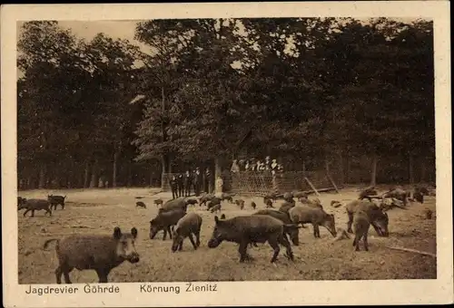 Ak Göhrde in Niedersachsen, Körnung Zienitz, Wildschweine