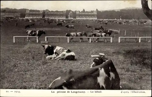 Ak Der Rasen von Longchamp, Das Vieh