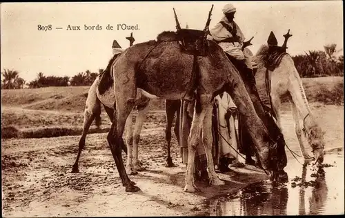 Ak An den Ufern des Oued, Maghreb, Kamele