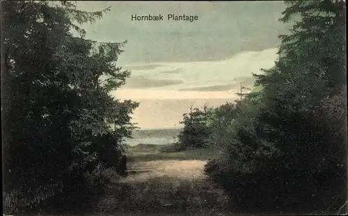 Ak Hornbæk Hornbaek Helsingør Dänemark, Plantage