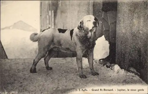 Ak St Bernard Sankt Bernhard Kanton Wallis, Jupiter, le vieux garde, chien
