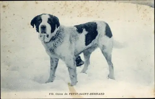 Ak Petit St Bernard Sankt Bernhard Kanton Wallis, Chien