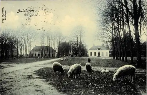 Ak Zuidlaren Drenthe Niederlande, De Brink, Schafe, Häuser